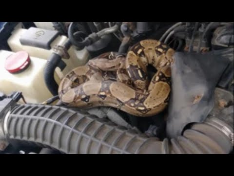 Man Discovers Boa Constrictor in Car Hood: ‘My Heart Stopped’