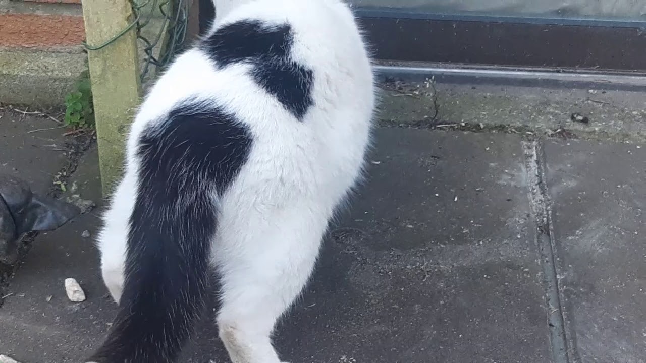 Cat Catches Mouse YouTube