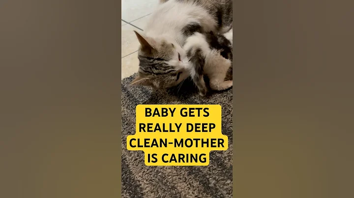 Video 9014791: bath kitten catlover, cat kitten bathing, bath cat kitten cute, cat bathing cleaning, kittens mother cat, baby kittens cat mother