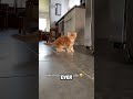 Best Meow Ever