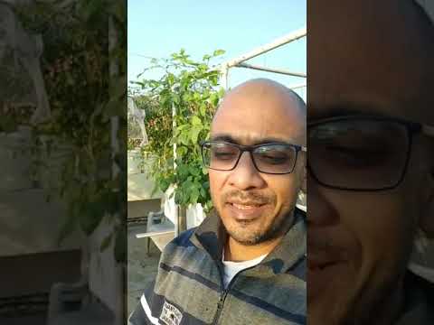 Sameer takes us for a quick tour on his terrace farm