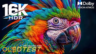 Beyond Imagination OLED Test for Display | 16K HDR 120FPS Dolby Vision | 4K/8K Video ULTRA HD TV