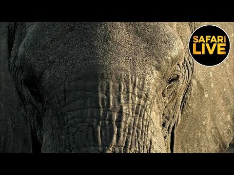 leopard print safariLIVE - Sunset Safari - September 1, 2019