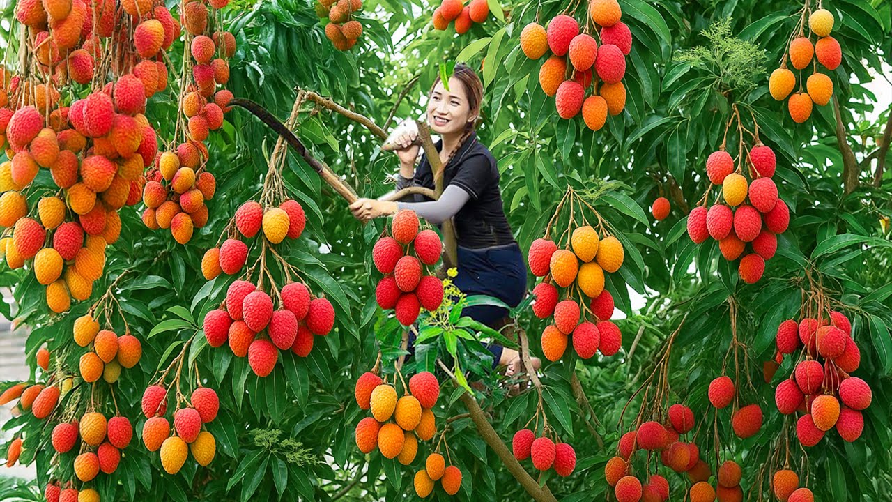 Harvesting Juicy Red Lychees to sell, Make Lychee Syrup at home - Perfect Summer Drink