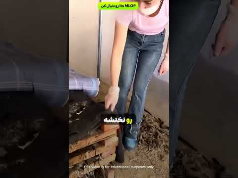 این همه مار زیر تخت و تازه ماجرا همین جا تموم نمی شه