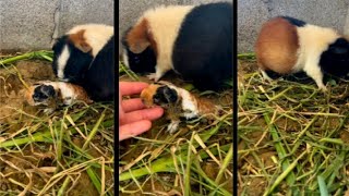 Ginnea Pig Ne Pheli Baar Bacha Diya Ll First Time Ginnea Pig Gave Birth Baby