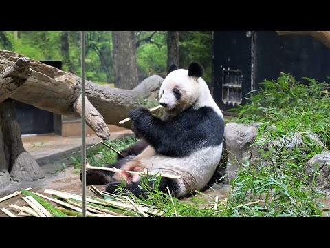 2026.01.25 今日のパンダ（4055日目）[8K] - YouTube