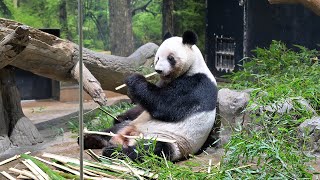 2026.01.25 今日のパンダ（4055日目）[8K] - YouTube