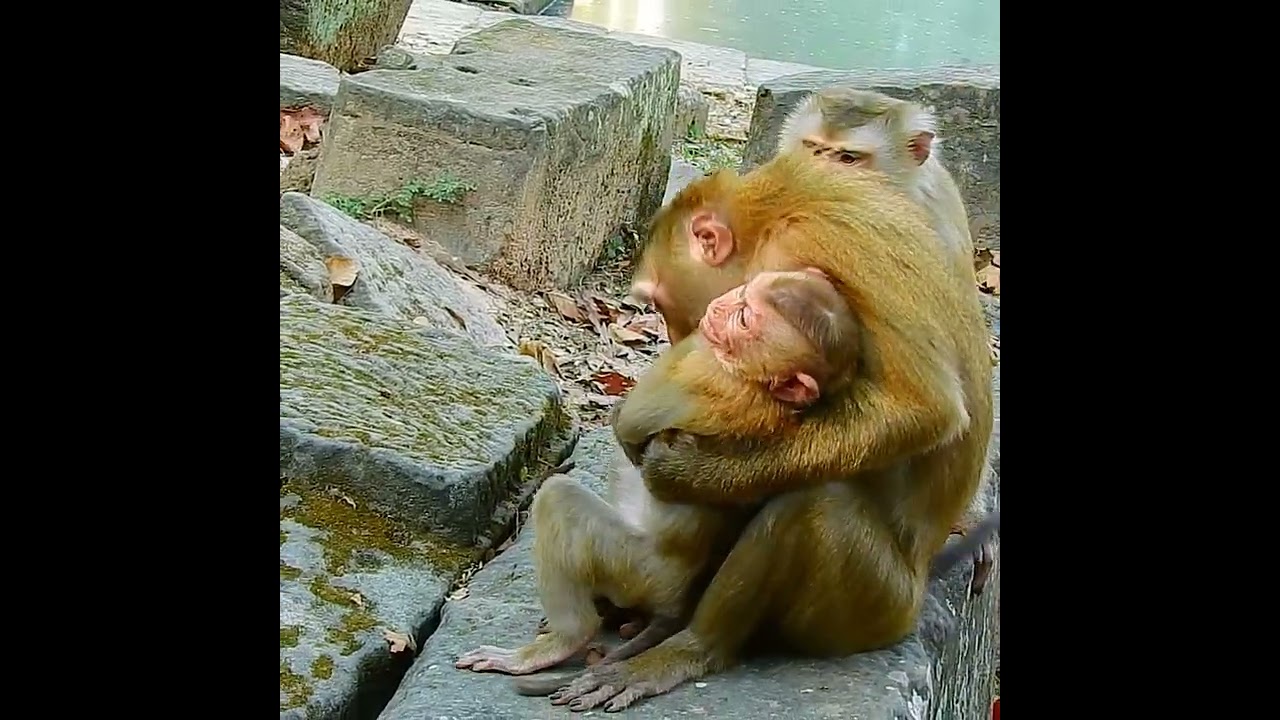 Wow Luna hug Leo and Lucie