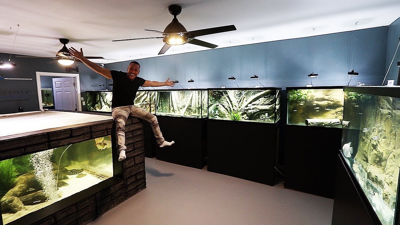 The Aquarium Gallery Renovation Is Done Youtube