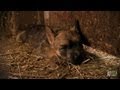 Cairn Terriers | Too Cute! の動画、YouTube動画。