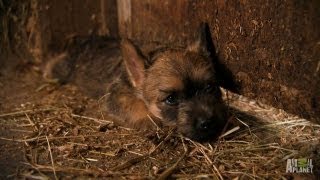 Cairn Terriers Too Cute