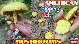American Slippery Jack mushrooms, Scientific Name: Suillus Americanus