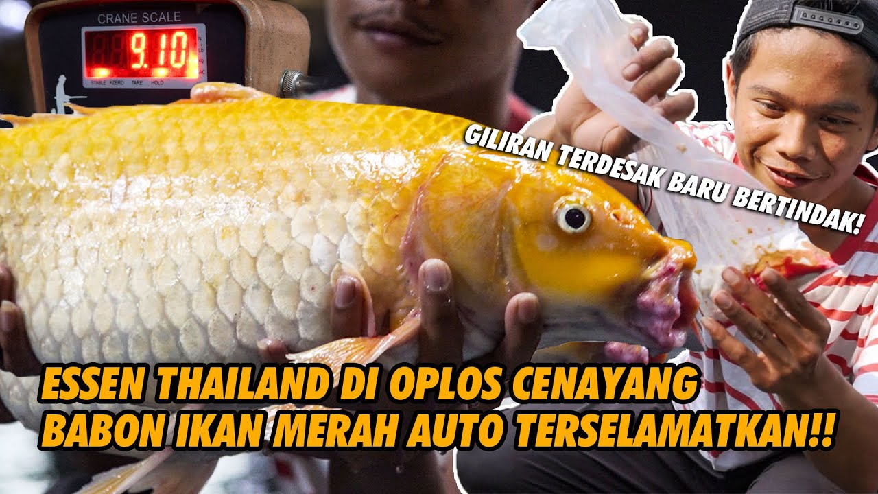 MANCING BETOT GALATAMA IKAN MAS PAKE JORAN RINGAN BIKIN IKAN RAME IKAN INDUK BERAKHIR DI TIMBANGAN!
