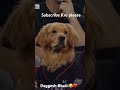 #dog #dogs #dogshorts #doglife #doglove #love #lovesong #like #likes #subscribe #art #india #world