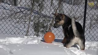 Percy and the balloon