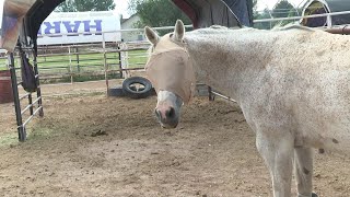 Celebrating 'National I Love Horses' Day on the Western Slope