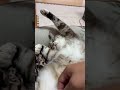 猫をダメにするソファー