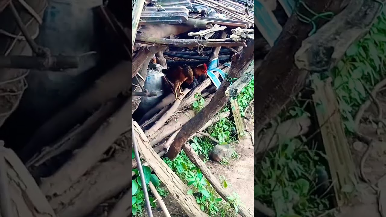 Fruit Garden the fruits of 