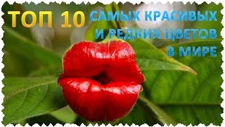 ТОП 10 Самых красивых и редких цветов в мире