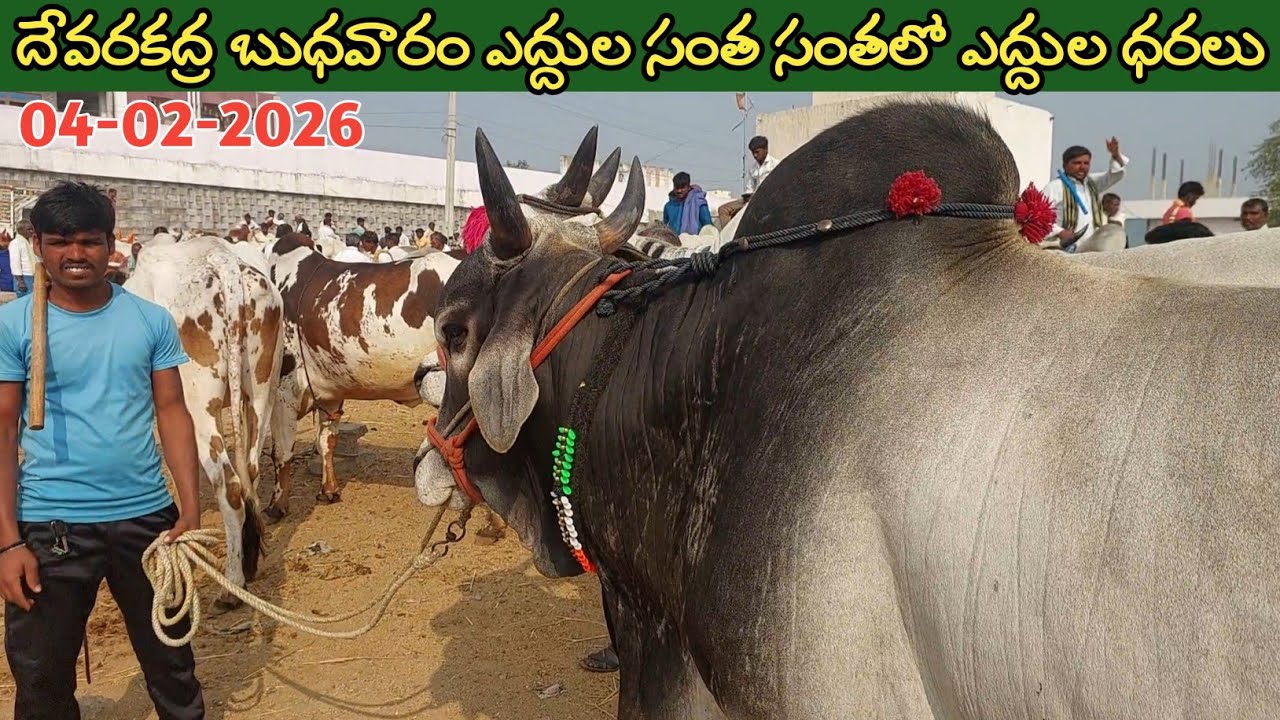 దేవరకద్ర బుధవారం సంతలో ఈ వారం సేద్యపు ఎద్దుల ధరలు | Devarakadra Bulls market in Telangana | 4-2-2026