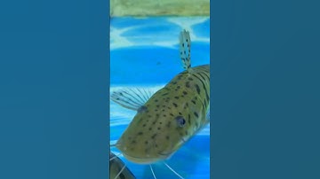 CÁ TRÊ CỌP II THÚ CHƠI CÁ CẢNH #thuchoicacanh