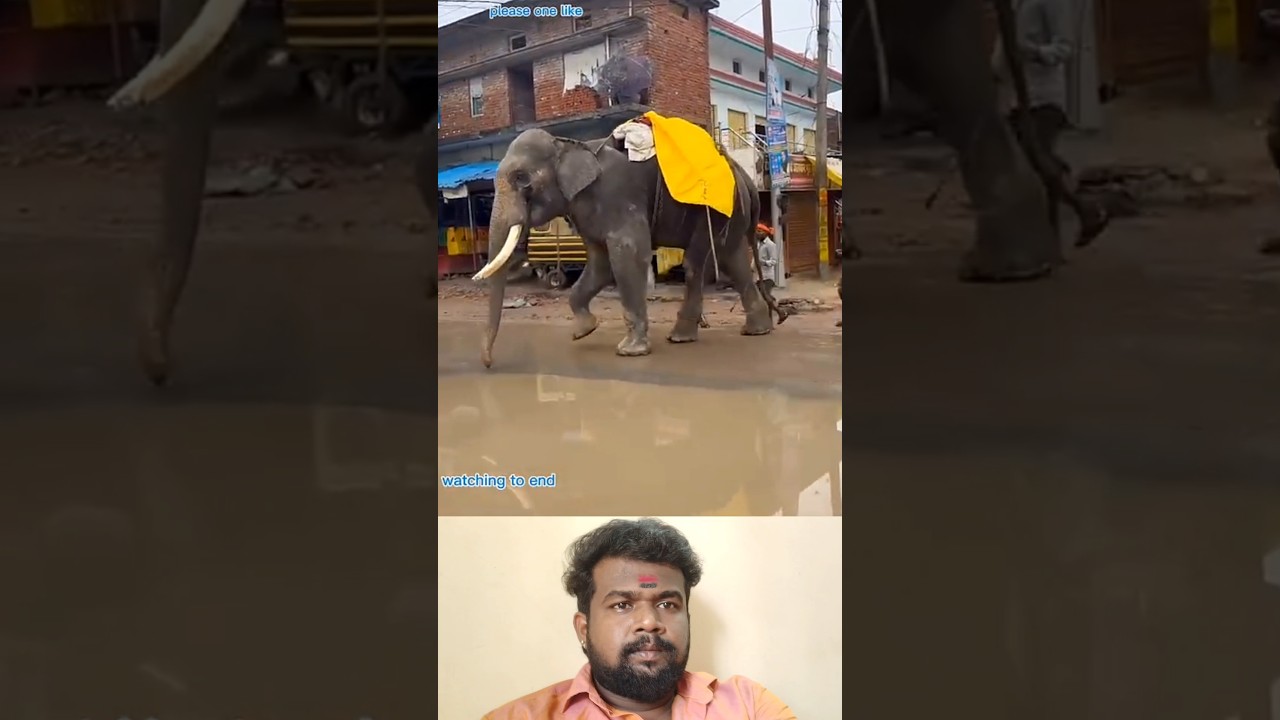 very intelligent elephant