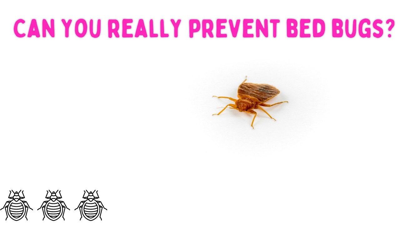 How To Prevent Bed Bugs: Tips from NYC Bed Bug Experts!