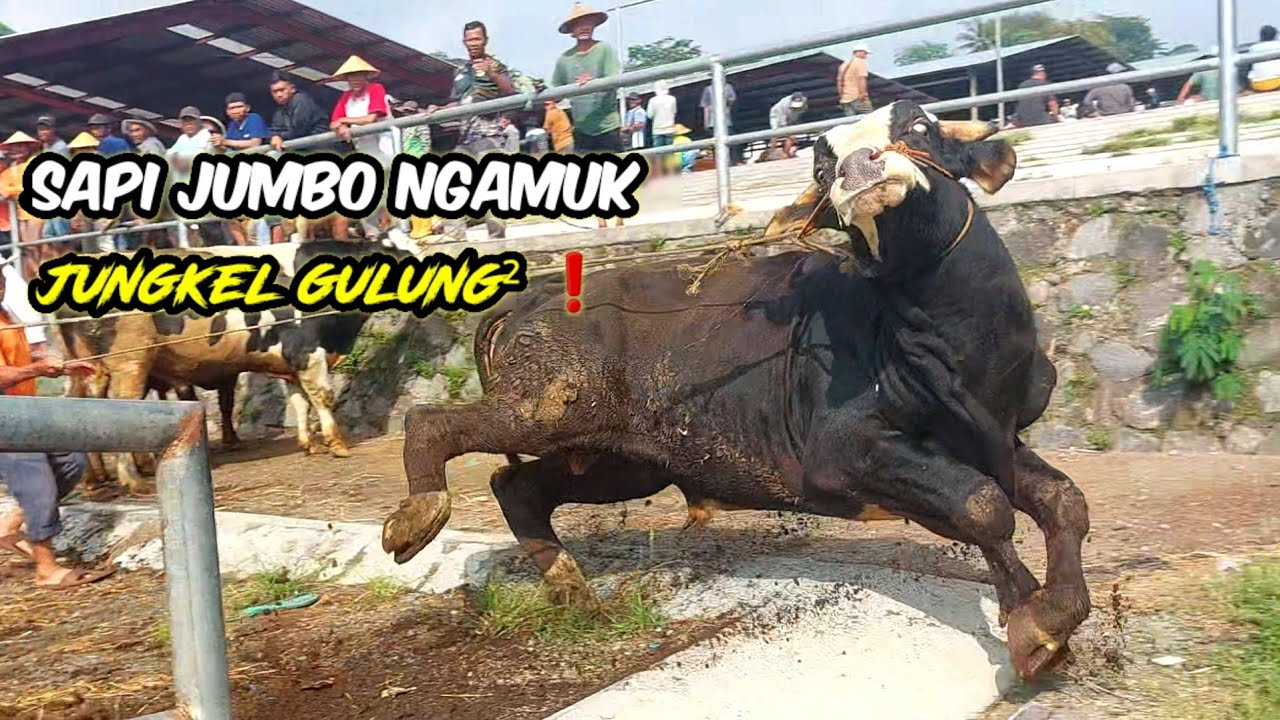 SAPI JUMBO NGAMUK JUNGKEL❗️WARGA MENONTON
