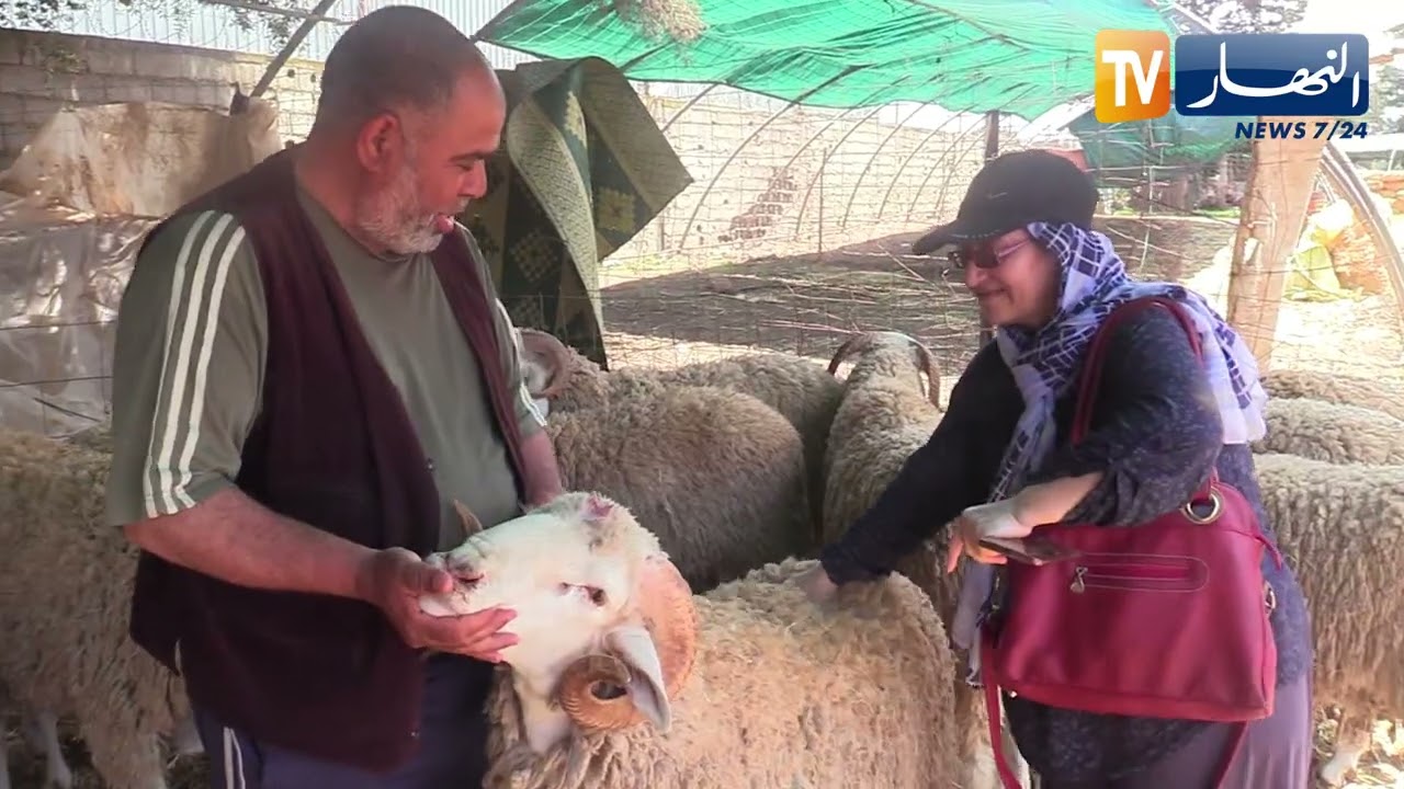 مجتمع: أضحية العيد.. أولوية الجزائريين رغم غلاء الأسعار