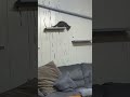 Video of adoptable pet named Jewel