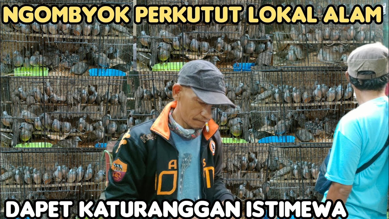NGOMBYOK PERKUTUT LOKAL ALAM  BANYAK PERKUTUT YANG UNIK