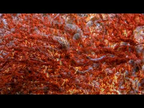 Aphex Twin - Lichen - 800% and 300% slower together