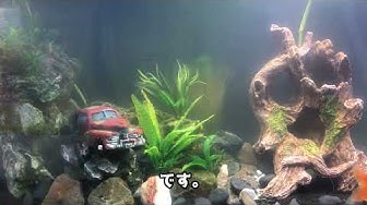 水槽オブジェ Youtube