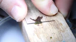 Bulk Sectioning Bryophyte Shoots