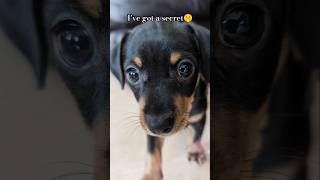 The Biggest Puppy Secret 🌺🤫🌸