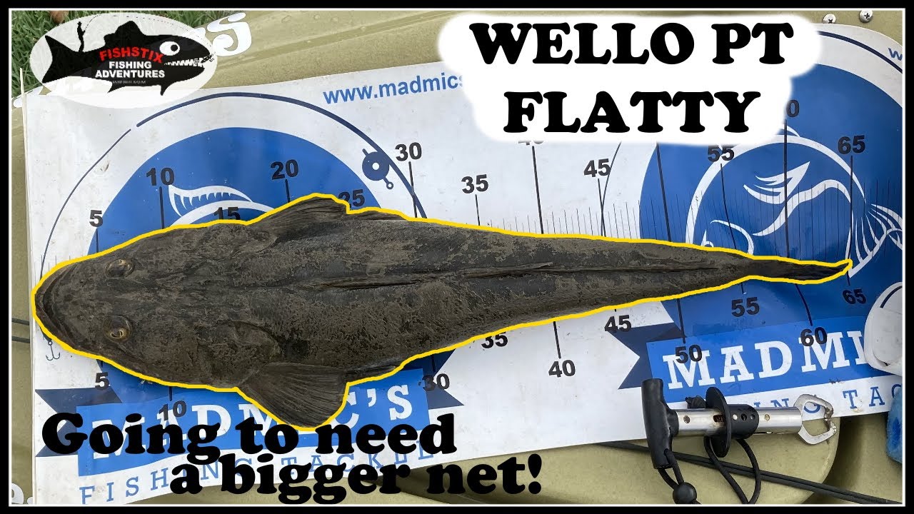 Wellington Point Flathead - going to need a bigger net!