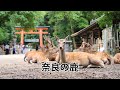 奈良の鹿