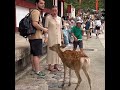 鹿さんが寄り添ってくる幸せ #奈良公園 #animals #deerpark #deer #japantravel #naradeer