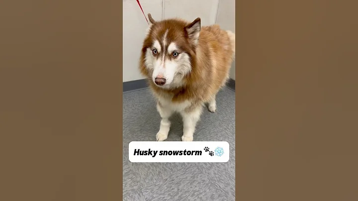 Huskies never make it easy 🐾🤣 #huskies #huskydog #siberianhusky #dogbath #tutorial