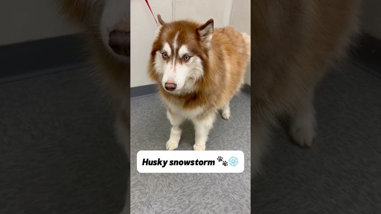 Huskies never make it easy 🐾🤣 #huskies #huskydog #siberianhusky #dogbath #tutorial