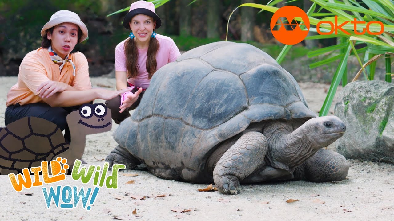 Turtles with UNIQUE BACKS?! 🐢 | Leo the Wildlife Ranger Spinoff S5E06 | @mediacorpokto