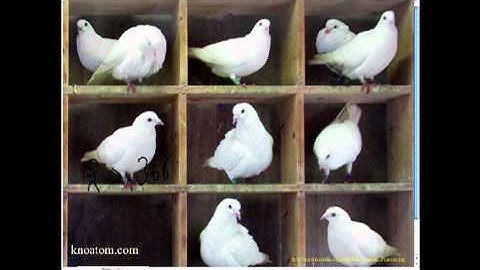 Pigeonhole Principle