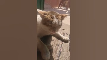 lazy cat is sleepy 😴