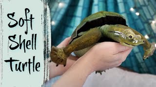 Information SoftShell Turtle || ArtDoll Tutorials Guide