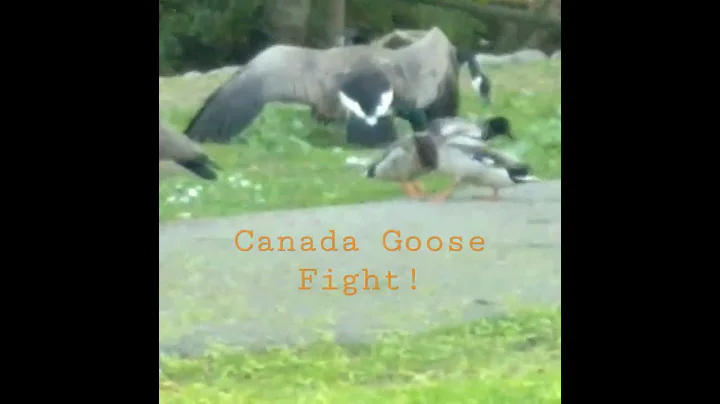 Canada Goose Fight at the Park! #shorts