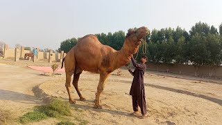 Biggest Camel In The World Rahim Yar Khan Punjab Pakistan  Pakistan Biggest Camels