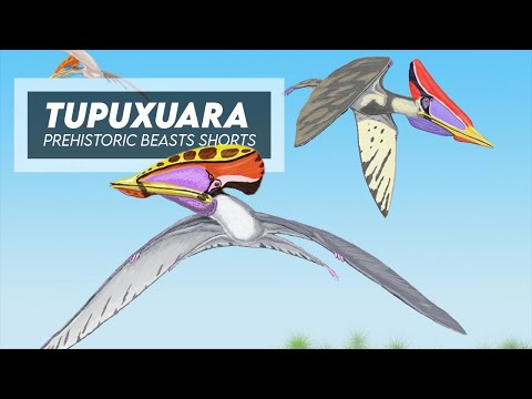 Tupuxuara - Fish-Eating Ancient Pterosaur