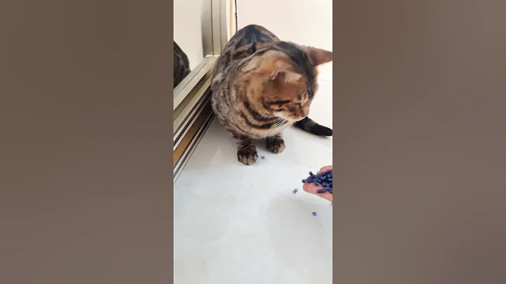 Video 11848031: bengal cat falls, blue bengal cat