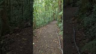 Trails in Monteverde cloud forest - Costa Rica 🇨🇷
